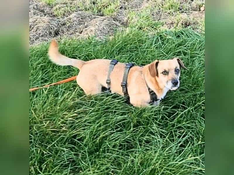 Strolchi - ein kleiner Herzensbrecher auf der Suche nach Liebe