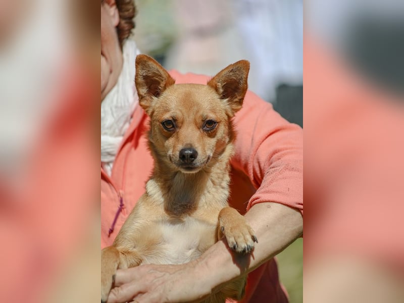 Desire - (Pflegestelle oder Zuhause dringend gesucht) Möchtegern-Fuchs will nach Hause