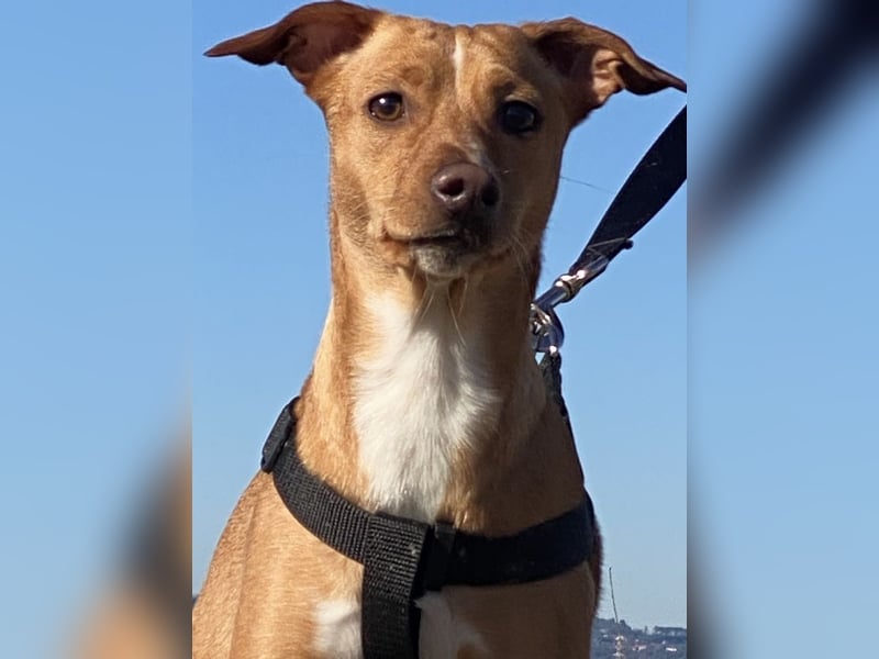 Tokio - Unbeschwertes Hundemädchen sucht ihren Prinzessinnenplatz