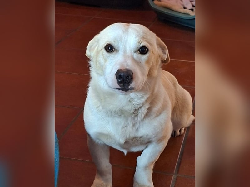 Atlas - ganz furchterregender Kettenhund :-)