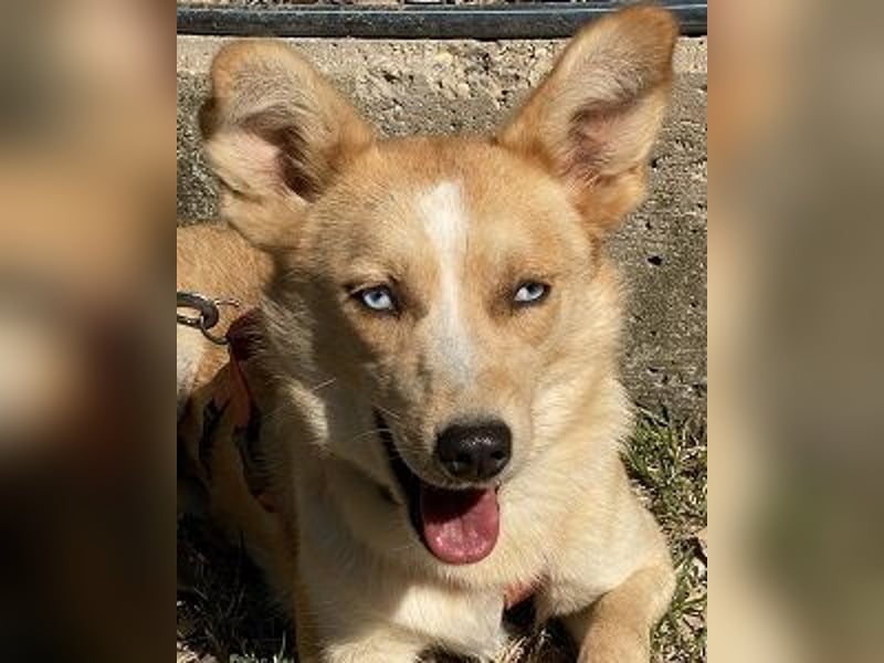 Valentina - Mit blitzblauen Augen die Welt neu entdecken