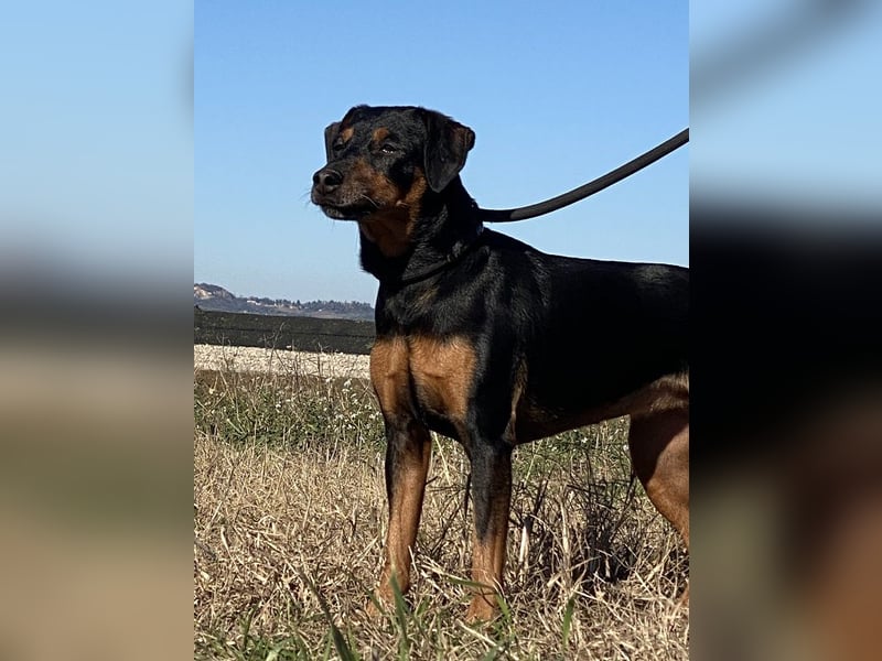 Anny - Ältere Hundedame sucht ihren Prinzessinnenplatz