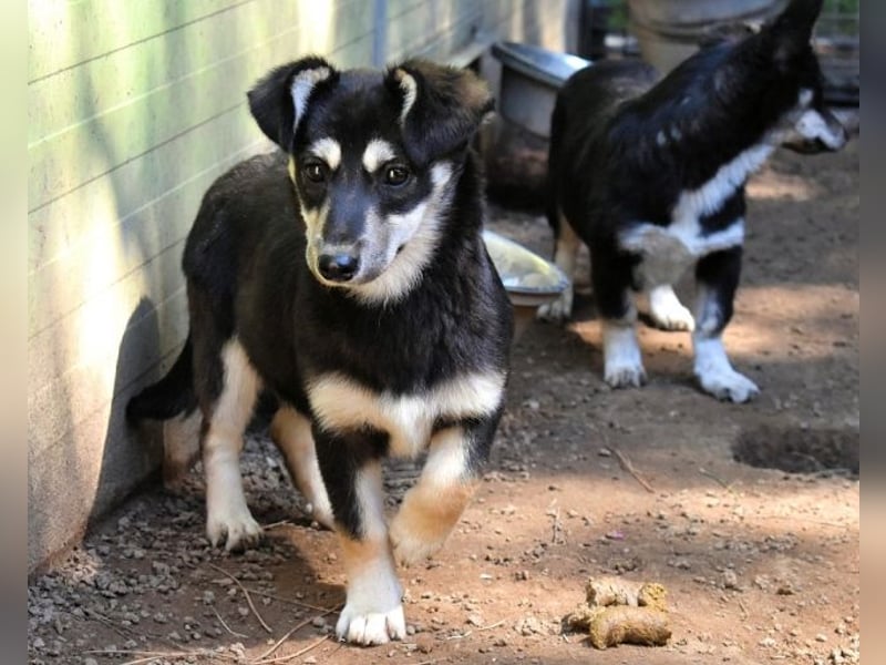 Vistella - Kuckuck...hallo...sind da draußen Menschen?