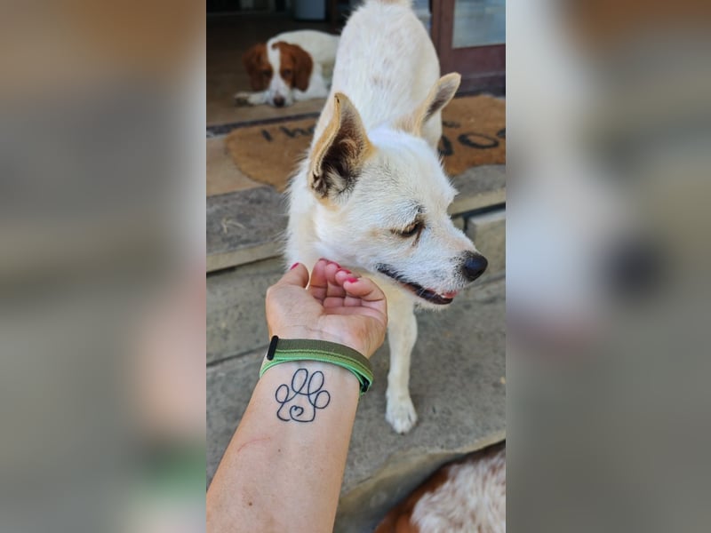 Birbo - egal wie klein, ein Hund bleibt ein Hund