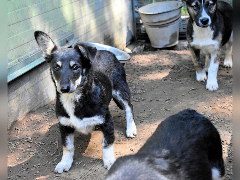 Vessilia - Kuckuck...hallo...sind da draußen Menschen?