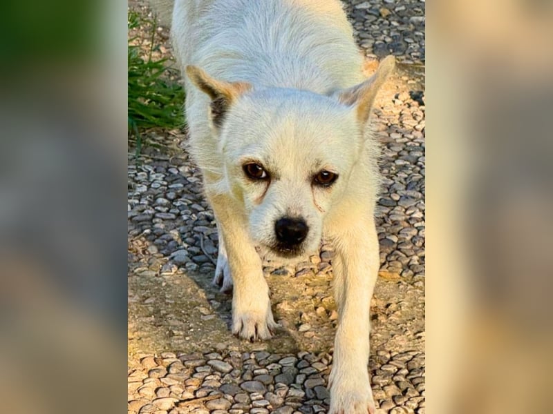 Birbo - egal wie klein, ein Hund bleibt ein Hund