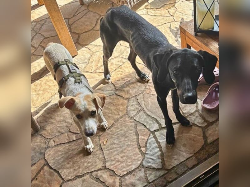 Penny - Kleine Pfoten auf der Suche nach dem ganz großen Glück