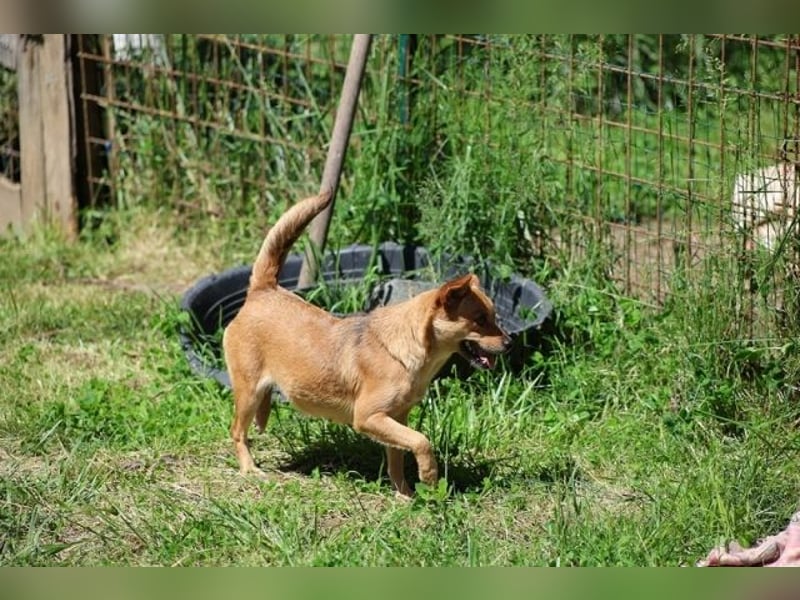 Desire - (Pflegestelle oder Zuhause dringend gesucht) Möchtegern-Fuchs will nach Hause
