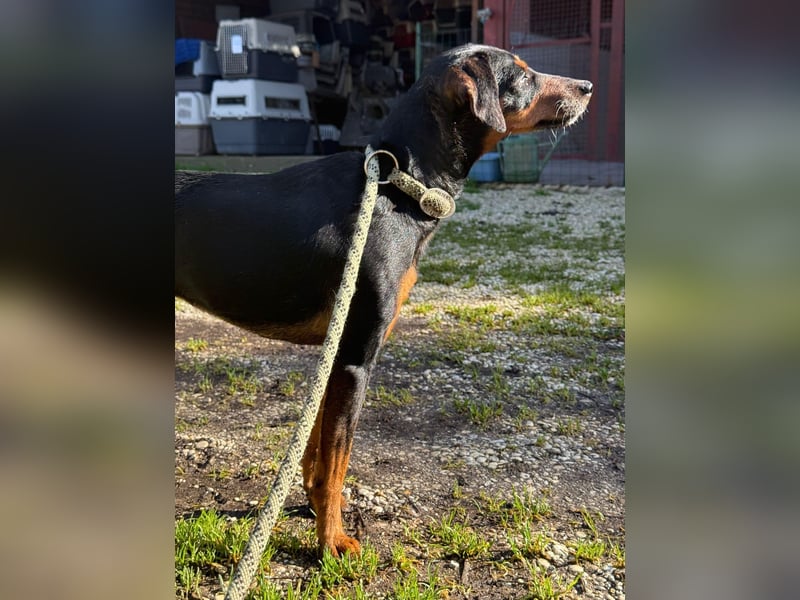 Anny - Ältere Hundedame sucht ihren Prinzessinnenplatz