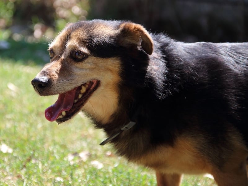 Macky - SOS - und sein Weg zurück ins Leben