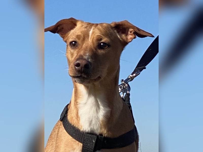 Tokio - Unbeschwertes Hundemädchen sucht ihren Prinzessinnenplatz