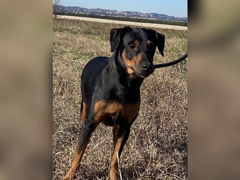 Anny - Ältere Hundedame sucht ihren Prinzessinnenplatz