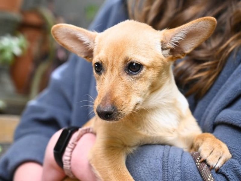 Prospero - was war, darf verblassen - damit Neues ganz langsam wachsen darf