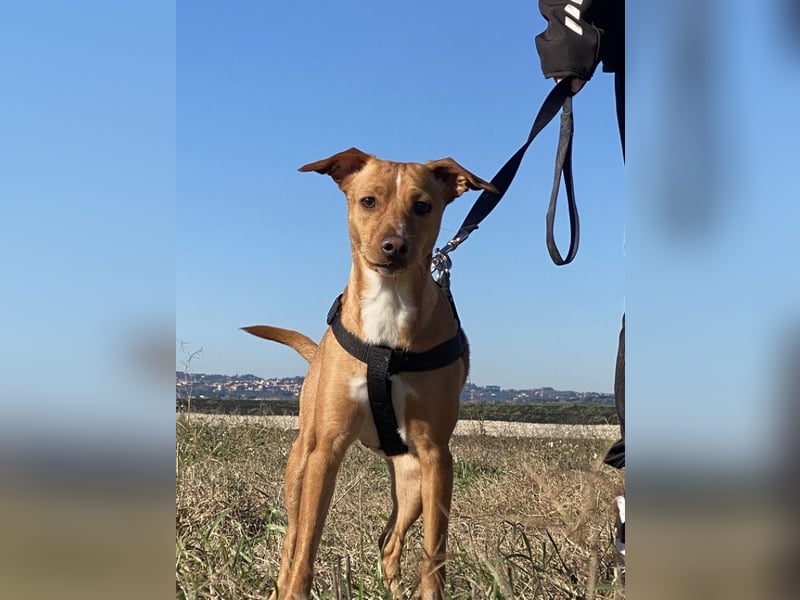 Tokio - Unbeschwertes Hundemädchen sucht ihren Prinzessinnenplatz