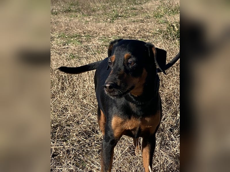 Anny - Ältere Hundedame sucht ihren Prinzessinnenplatz