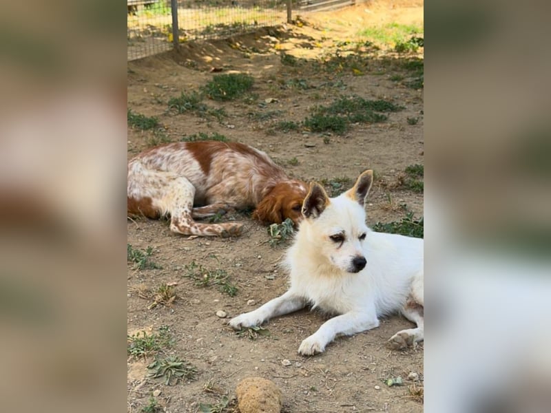 Birbo - egal wie klein, ein Hund bleibt ein Hund