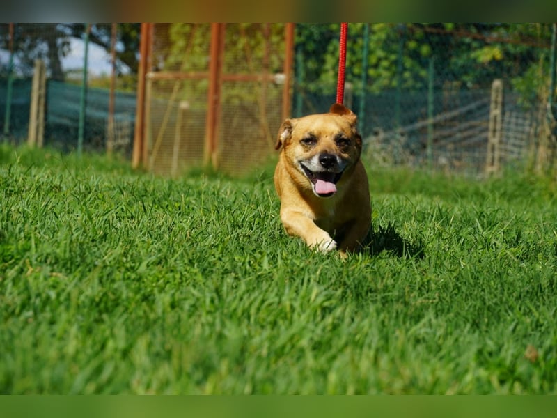 Strolchi - ein kleiner Herzensbrecher auf der Suche nach Liebe