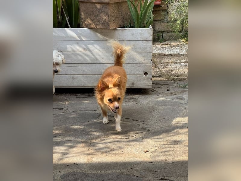 Archi - Kleiner Floh sucht ...