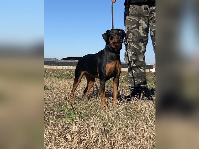 Anny - Ältere Hundedame sucht ihren Prinzessinnenplatz