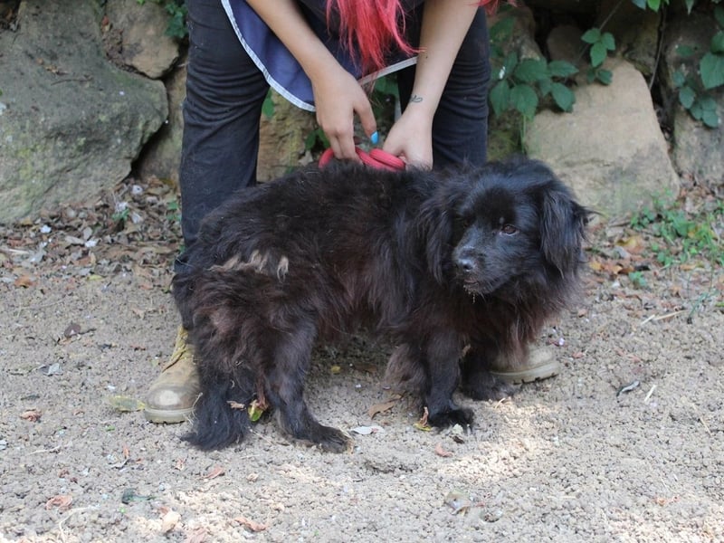 Gingy - Glühwürmchen-Power