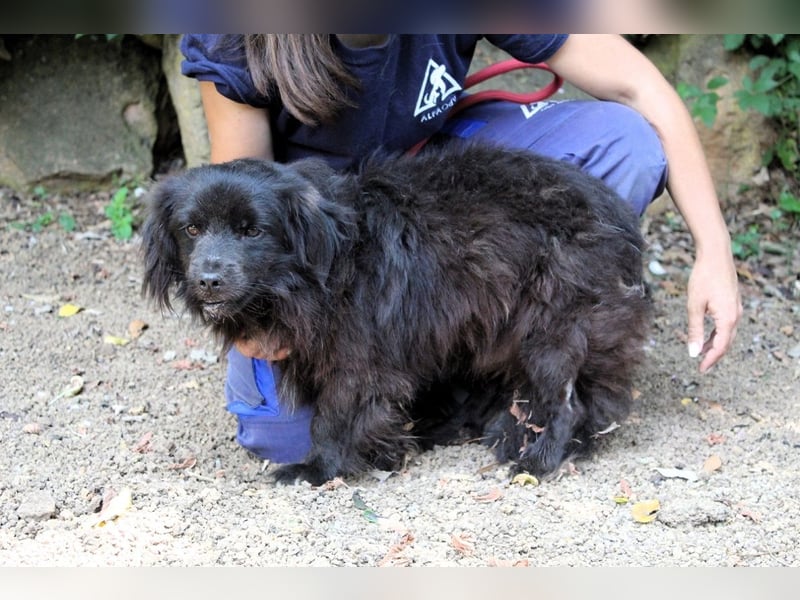 Gingy - Glühwürmchen-Power