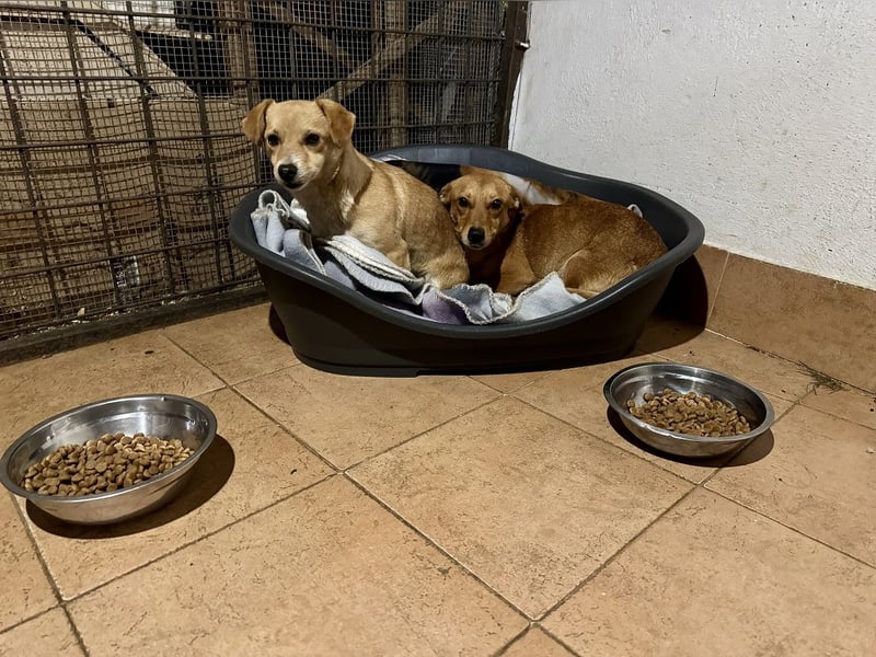 Soraia - unsere kleine Durchhalte-Heldin