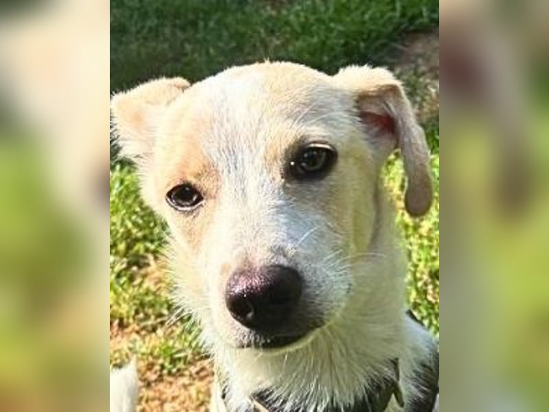 Penny - Kleine Pfoten auf der Suche nach dem ganz großen Glück