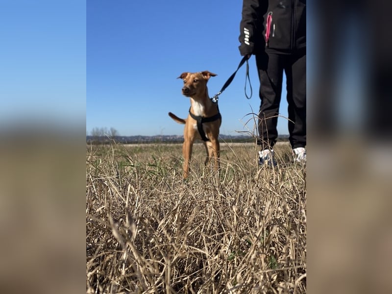 Tokio - Unbeschwertes Hundemädchen sucht ihren Prinzessinnenplatz