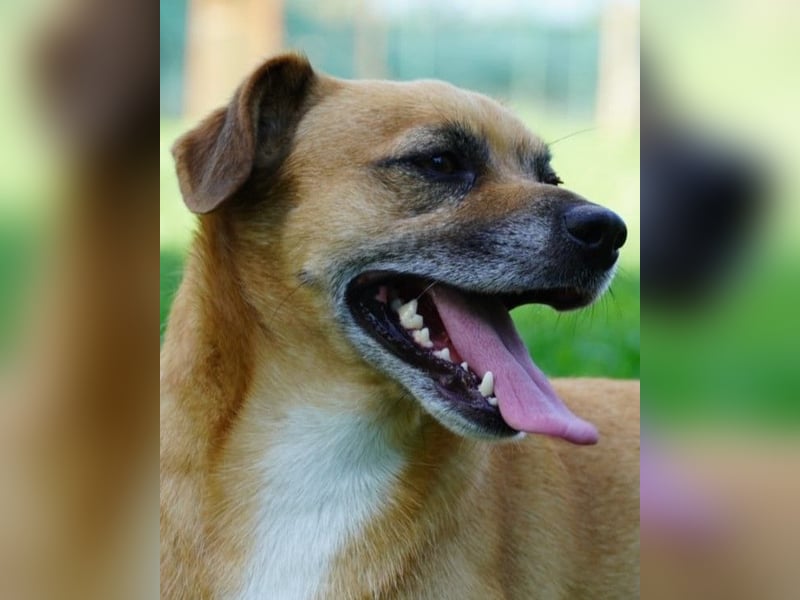 Strolchi - ein kleiner Herzensbrecher auf der Suche nach Liebe