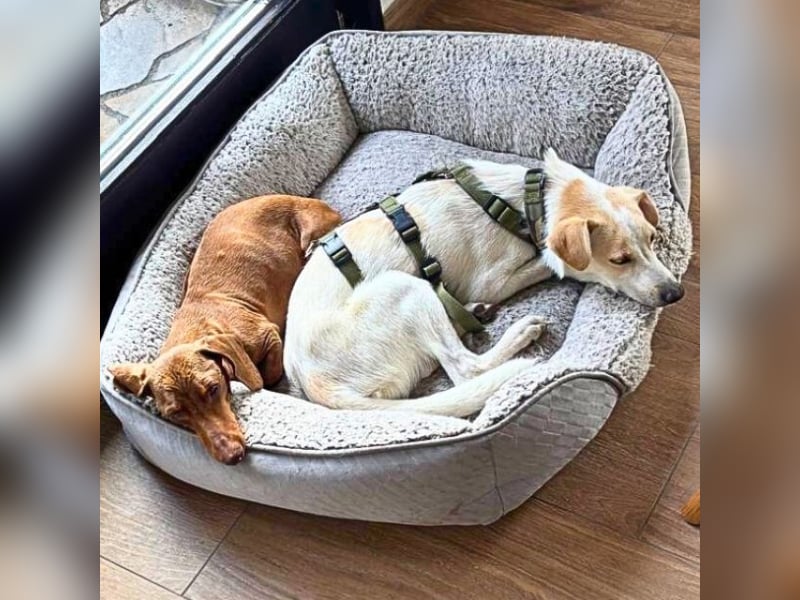 Penny - Kleine Pfoten auf der Suche nach dem ganz großen Glück