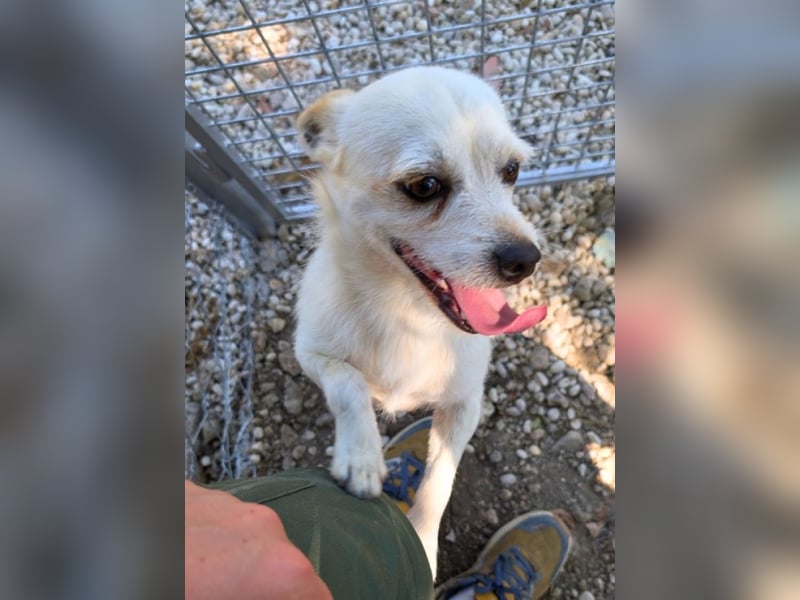 Birbo - egal wie klein, ein Hund bleibt ein Hund