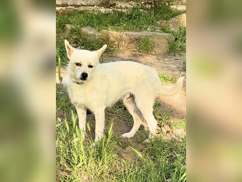 Birbo - egal wie klein, ein Hund bleibt ein Hund
