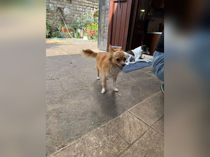 Archi - Kleiner Floh sucht ...