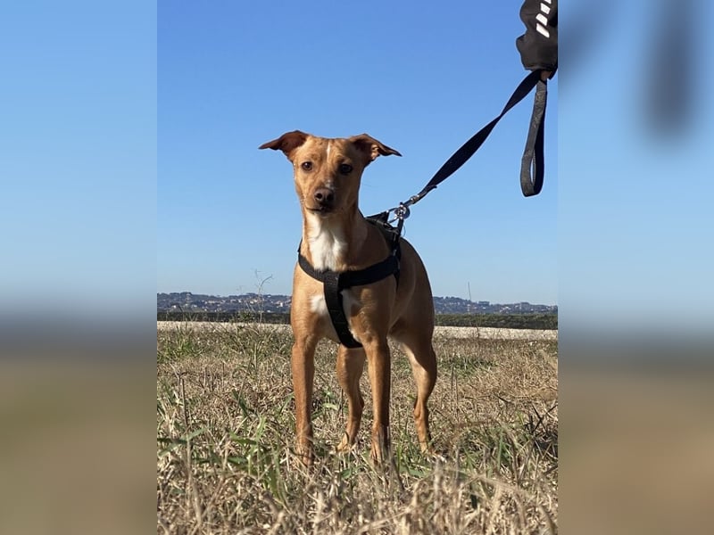 Tokio - Unbeschwertes Hundemädchen sucht ihren Prinzessinnenplatz