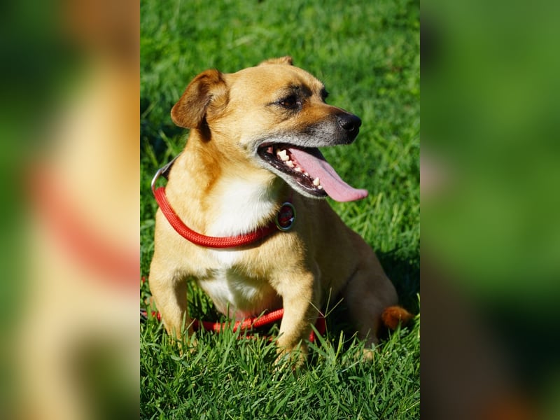 Strolchi - ein kleiner Herzensbrecher auf der Suche nach Liebe