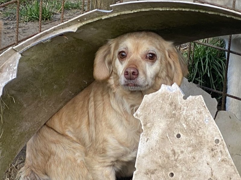 Rona - Vom Dunkel ans Licht