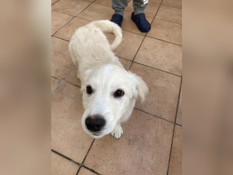 Odette - SOS - dringend zuhause oder Pflegestelle gesucht - «O» wie «oh là là»