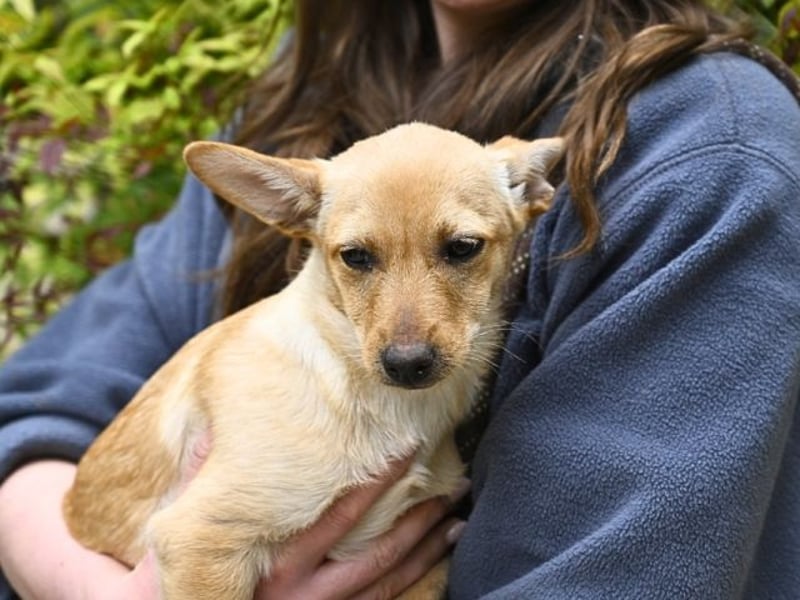Prospero - was war, darf verblassen - damit Neues ganz langsam wachsen darf