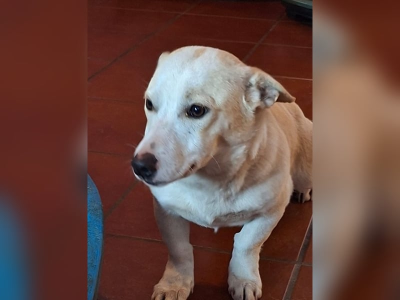 Atlas - ganz furchterregender Kettenhund :-)