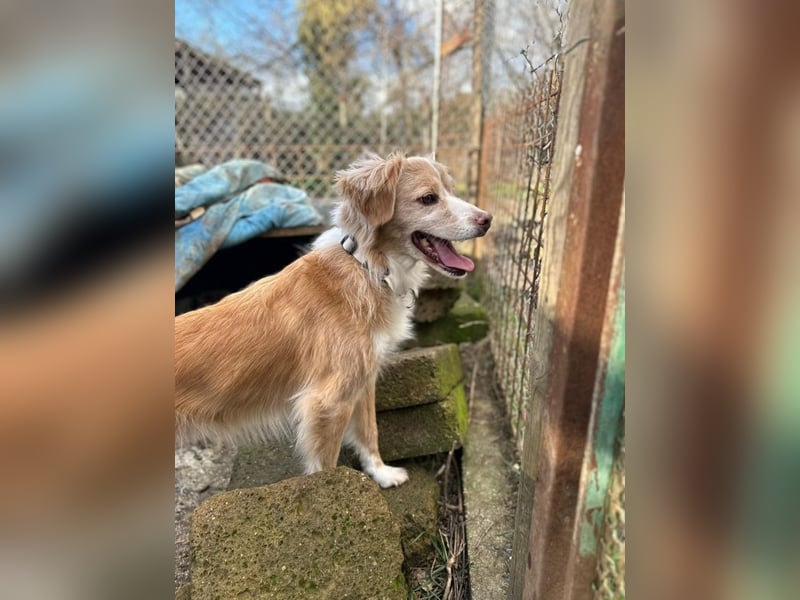 Haribo - Der kleine Held mit der zerbrochenen Kette