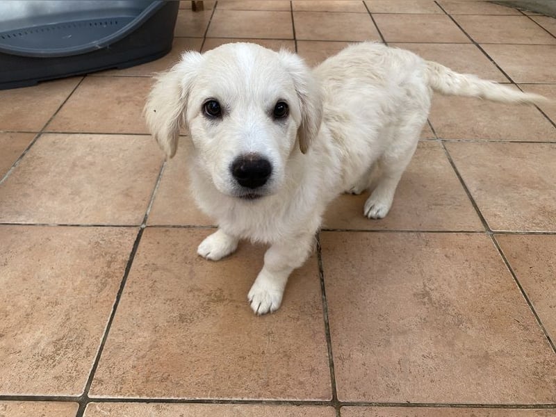 Odette - SOS - dringend zuhause oder Pflegestelle gesucht - «O» wie «oh là là»