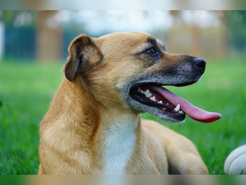 Strolchi - ein kleiner Herzensbrecher auf der Suche nach Liebe