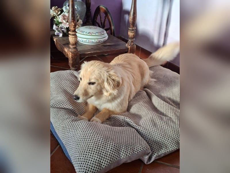 Arianna - Kettenhündin gegen Hühnerdiebe!