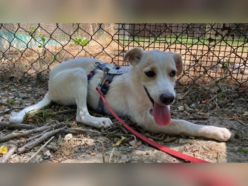 Penny - Kleine Pfoten auf der Suche nach dem ganz großen Glück