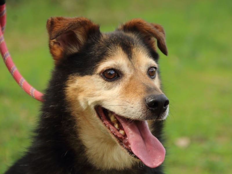 Macky - SOS - und sein Weg zurück ins Leben