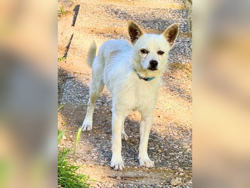 Birbo - egal wie klein, ein Hund bleibt ein Hund