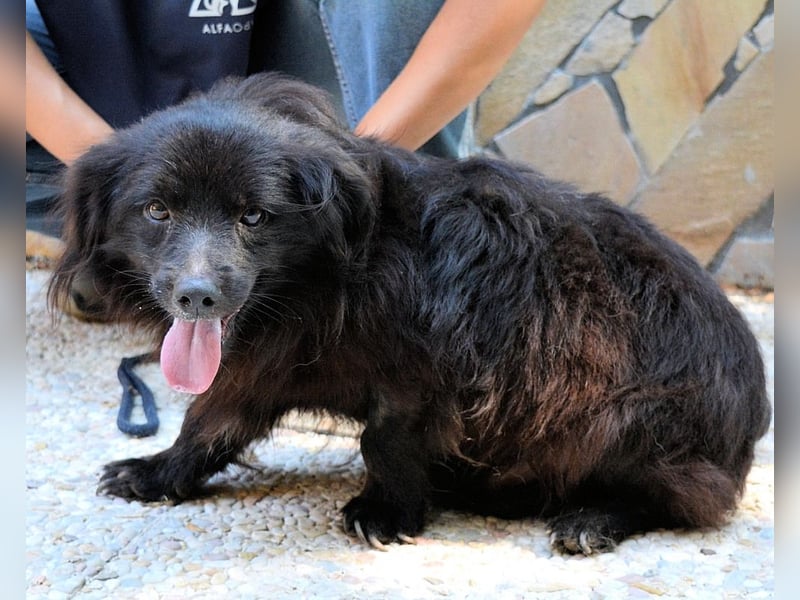 Gingy - Glühwürmchen-Power