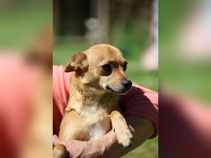 Desire - (Pflegestelle oder Zuhause dringend gesucht) Möchtegern-Fuchs will nach Hause