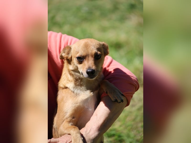 Desire - (Pflegestelle oder Zuhause dringend gesucht) Möchtegern-Fuchs will nach Hause