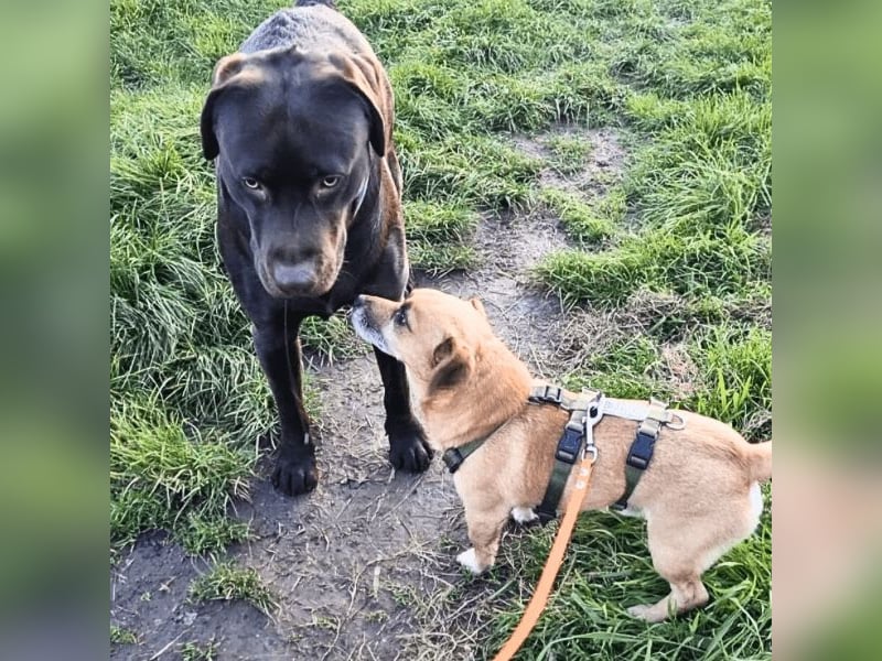 Strolchi - ein kleiner Herzensbrecher auf der Suche nach Liebe